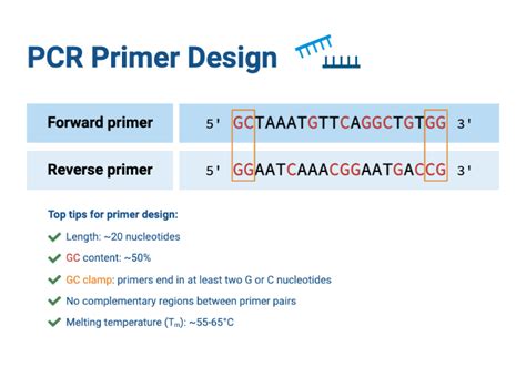How To Design Primers For Pcr Amplification