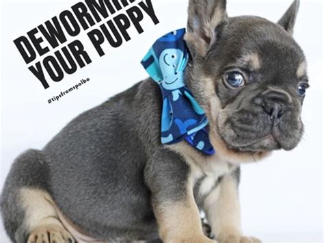 How To Deworm A French Bulldog Puppy