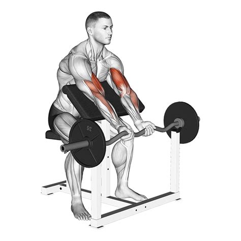 How To Do EZ Bar Preacher Curl Benefits And Muscles Worked.