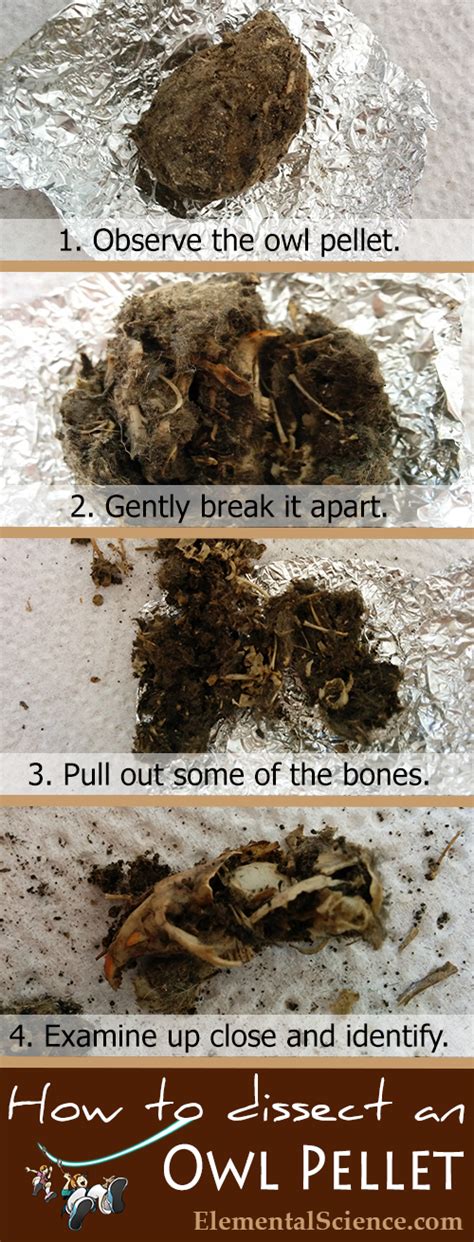 How To Do Your Own Owl Pellet Dissection - Elemental Science