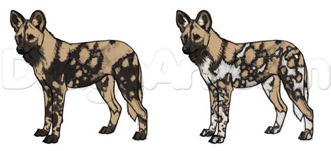 How To Draw A African Wild Dog