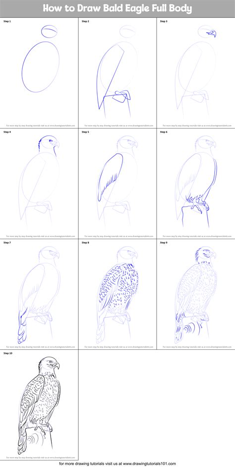 How To Draw A Bald Eagle at Drawing Tutorials
