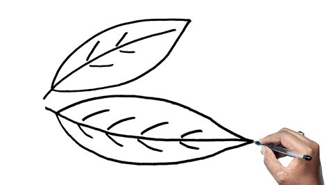How To Draw A Bay Leaf Drawing Easy For Kids Step By Step Tutorial