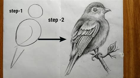 How To Draw A Bird With Pencil at Drawing Tutorials