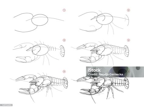 How To Draw A Crayfish Step By Step Jamies Witte