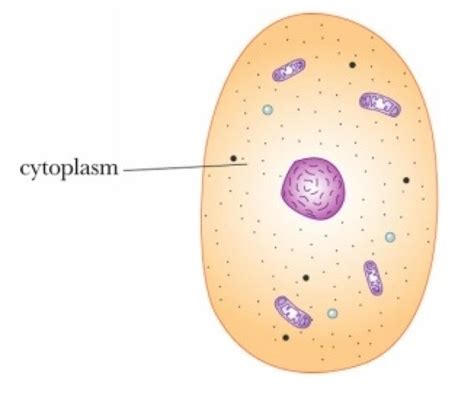 How To Draw A Cytoplas