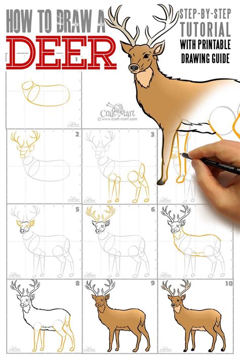 How To Draw A Deer Easy at Drawing Tutorials