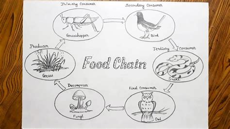 How To Draw A Diagram Of Food Chain Design Talk
