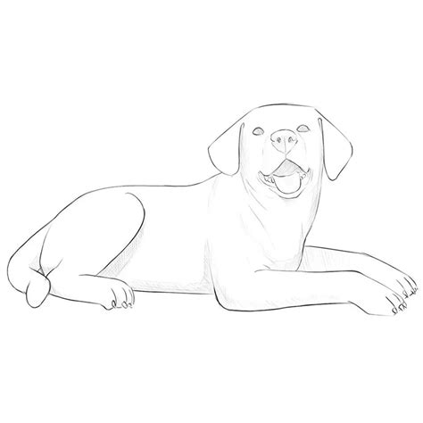 How To Draw A Dog Laying Down From A Angole How To Draw A Labrador