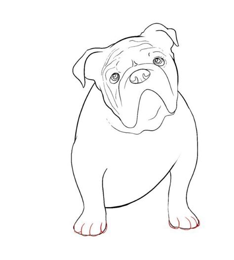How To Draw A English Bulldog Puppy