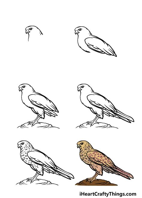 How To Draw A Falcon A Step by Step Guide Unianimal