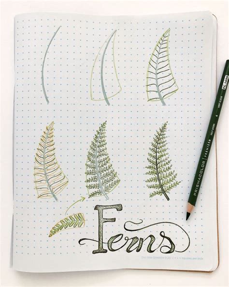 How To Draw A Fern Step By Step at How To Draw