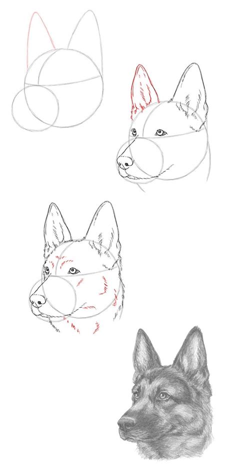 How To Draw A German Shepherd Face Step By Step at Drawing Tutorials