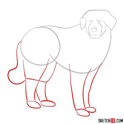 How To Draw A Great Pyrenees Easy at How To Draw
