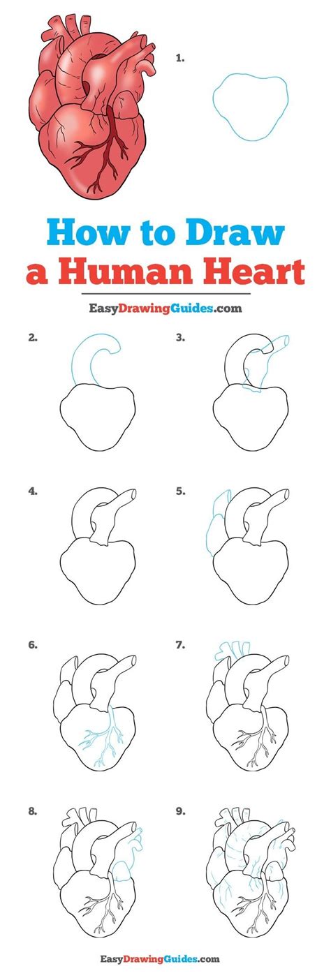 How To Draw A Human Heart Easy Step By Step Drawing