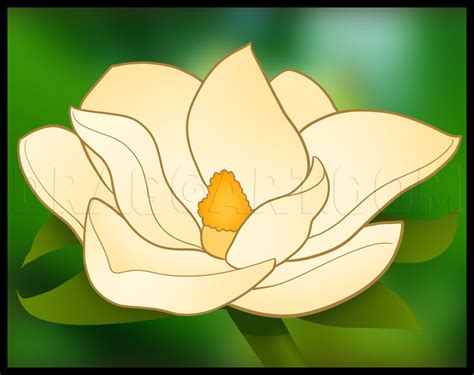 How To Draw A Magnolia by Dawn