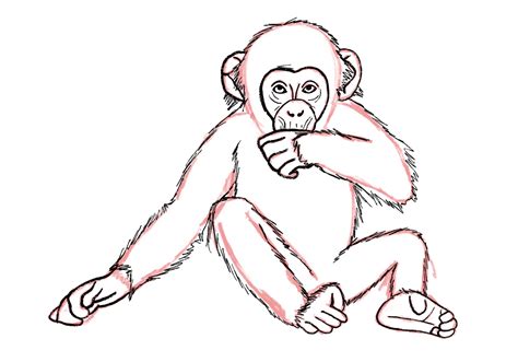 How To Draw A Monkey in 9 Easy Steps Design Bundles