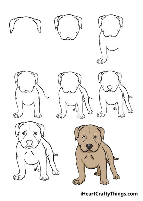 How To Draw A Pitbull, Step by Step, Drawing Guide, …