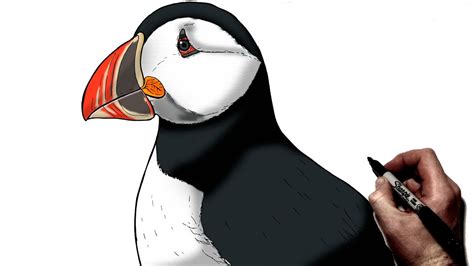 How To Draw A Puffin Step By Step YouTube