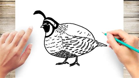 How To Draw A Quail, Step by Step, Drawing Guide, by Dawn