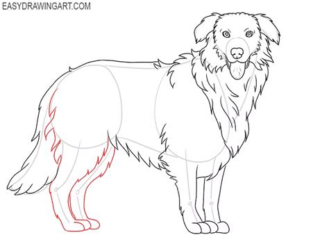 How To Draw A Realistic Australian Shepherd Step By Step Tutorial Pics