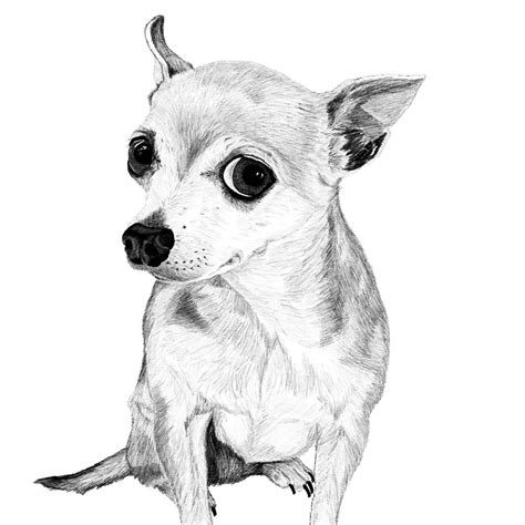 How To Draw A Realistic Chihuahua Step By Step at Drawing Tutorials