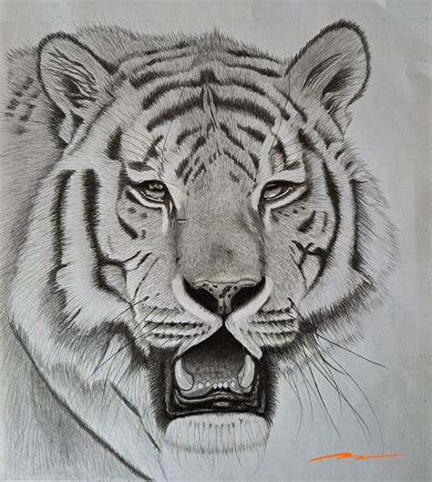 How To Draw A Realistic Tiger Face at Drawing Tutorials