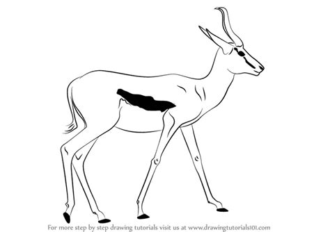 How To Draw A Springbok