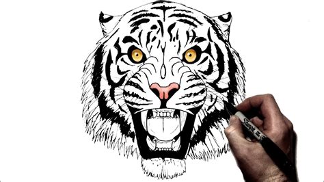 How To Draw A Tiger Face Roaring Step By Step at Drawing Tutorials