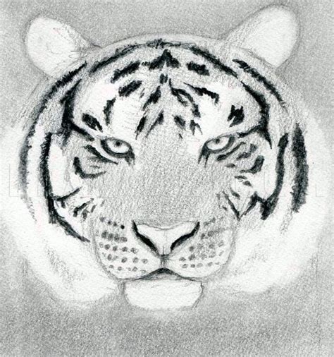How To Draw A Tiger Head by finalprodigy