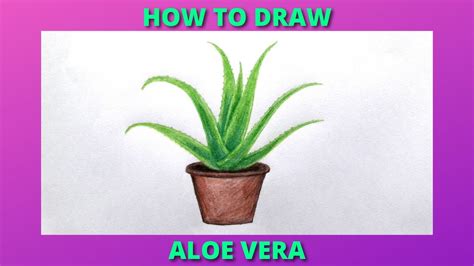 How To Draw Aloe Vera I Easy Step by Step for Beginners🍃 YouTube
