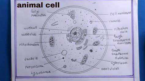 How To Draw Animal Cell Diagram Labeled Functions and Diagram