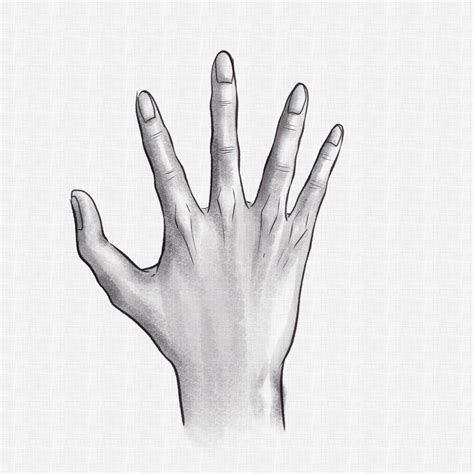 How To Draw Hands Realistic