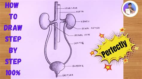 How To Draw Human Excretory System Diagram step by step 