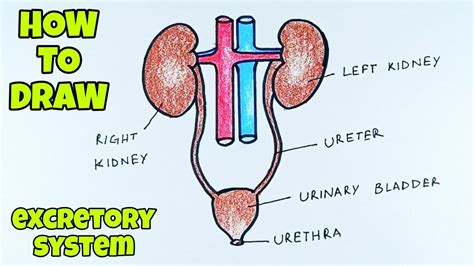 How To Draw Human Excretory System YouTube