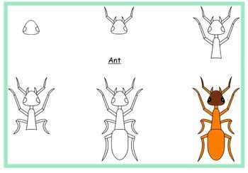 How To Draw Insects In Simple Steps