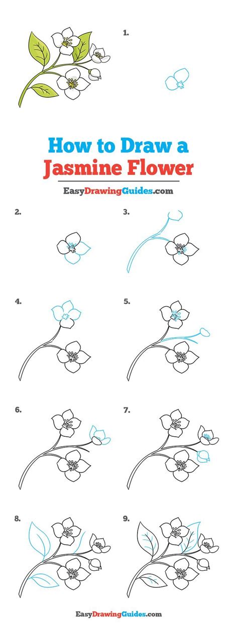 How To Draw Jasmine Flower Step By Step at Drawing Tutorials