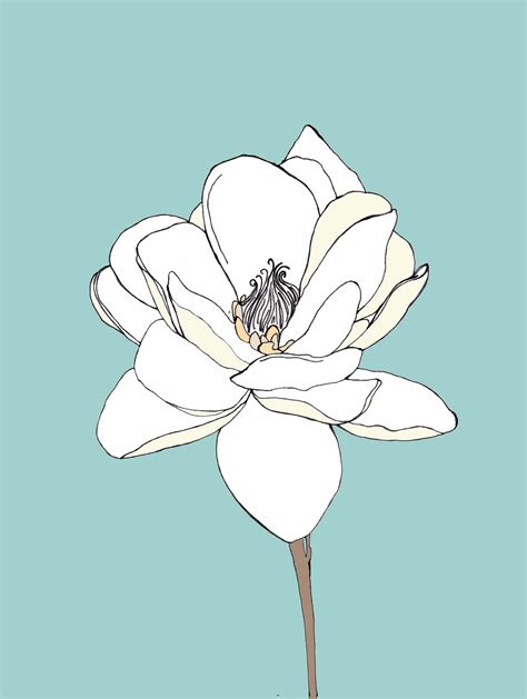 How To Draw Magnolia Flower Joy Studio Design Gallery Best Design