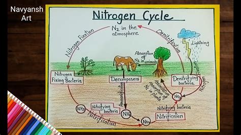 How To Draw Nitrogen Cycle In Nature Diagram How To Draw Nitrogen