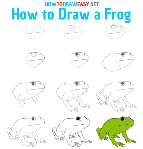 How To Draw Realistic Frog at How To Draw