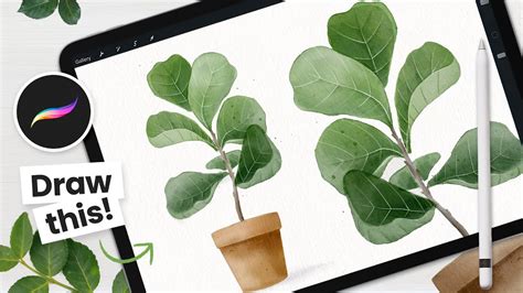 How To Draw Watercolor Fiddle Leaf Fig Tree • Procreate Tutorial YouTube