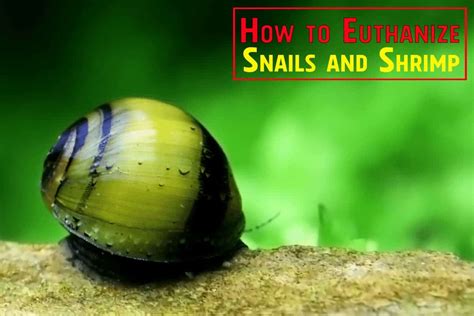 How To Euthanize A Snail? My Aquarium Club