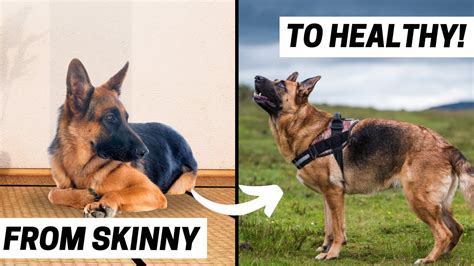 How To Fatten Up A German Shepherd Puppy