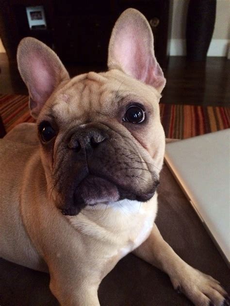 How To Fatten Up My French Bulldog Puppy
