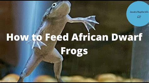 How To Feed African Dwarf Frogs While On Vacation?