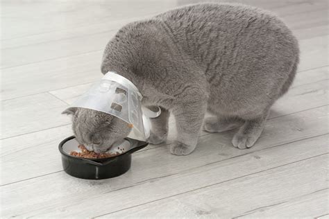 How To Feed Cat With Cone?[Updated: April 2024]