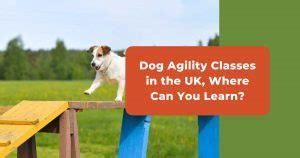 How To Find Beginner Dog Agility Classes Near You + Top Tips