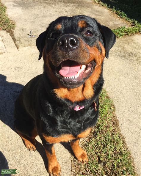 How To Find Female Rottweiler To Breed? - Arew