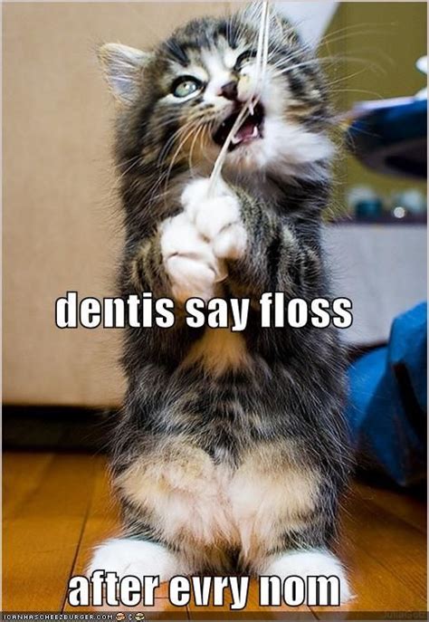 How To Floss Your Cat