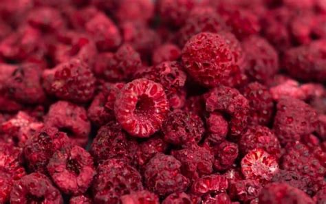 How To Freeze Dry Raspberries At Home Homestead …